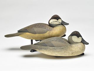 Pair of tucked head ruddy ducks, Bob White, Tullytown, Pennsylvania.