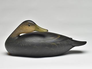 Preening hollow carved black duck in the style of Elmer Crowell, George Strunk, Glendora, New Jersey.