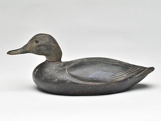 Black duck, Charles Hart, Gloucester, Massachusetts, 1st quarter 20th century.
