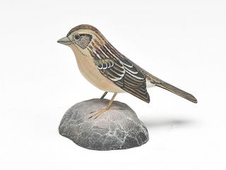 Grasshopper sparrow, Jess Blackstone, Concord, New Hampshire.