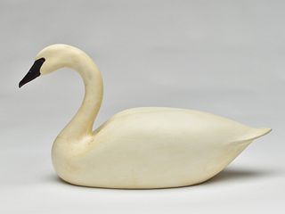 Very rare 1/2 size trumpeter swan, Hec Whittington, Oglesby, Illinois.