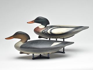 Pair of red breasted mergansers, Pete Peterson, Cape Charles, Virginia.