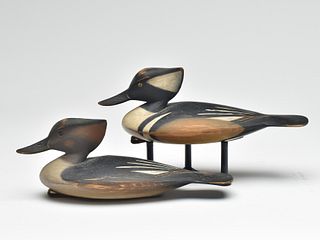 Pair of small hooded mergansers, Pete Peterson, Cape Charles, Virginia.