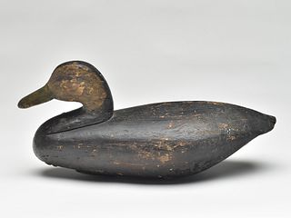 Black duck, Captain Ike Phillips, Hog Island, Virginia, 1st quarter 20th century.