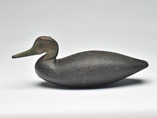 Black duck, John Henry Downs, last quarter 19th century.