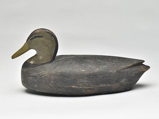 Black duck, Arthur Cobb, Cobb Island, Virginia, last quarter 19th century.