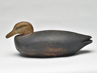 Black duck, Elkanah Cobb, Cobb Island, Virginia, last quarter 20th century.