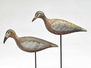 Pair of eskimo curlew from the Outer Banks, North Carolina.