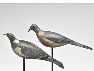 Two English wood pigeons.