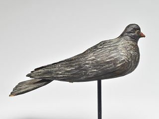 English wood pigeon, Ward and Company Naturalists, London.