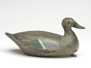 Bluewing teal, from the Illinois River area, 1st quarter 20th century.