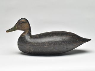 Hollow carved black duck, Harry M. Shourds, Ocean City, New Jersey.