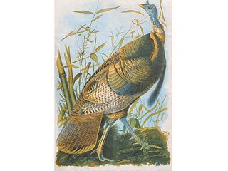 Bien edition, John James Audubon, Wild Turkey male.