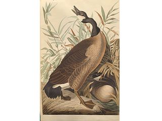 Hvael edition, John James Audubon, Goose.