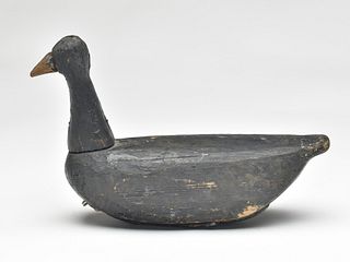 Coot from the Eastern Shore of Virginia, last quarter 19th century.