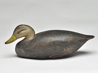 Black duck, Ira Hudson, Chincoteague, Virginia, 2nd quarter 20th century.