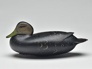 Black duck, William Quinn, Yardley, Pennsylvania, 2nd quarter 20th century.
