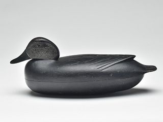 Black duck, Dan English, Florence, 1st half 20th century.