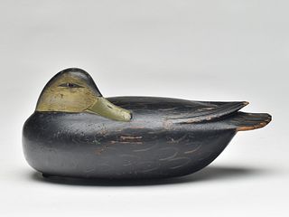 Preening black duck, Jess Heisler, Burlington, New Jersey, 1st quarter 20th century.