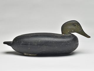 Black duck, John Dawson, Trenton, New Jersey, 1st quarter 20th century.