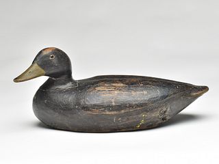 Black duck, Gus Wilson, South Portland, Maine, 1st quarter 20th century.