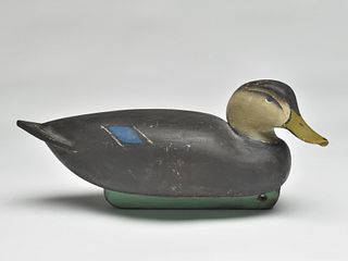 Balsa body black duck, probably by Oliver Lawson, Crisfield, Maryland.