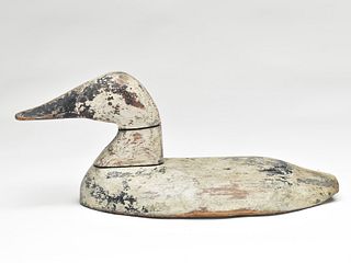 Canvasback drake, possibly James T. Holly, Havre de Grace, Maryland, last quarter 19th century.