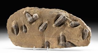 11 Fossilized Trilobites in Stone Matrix