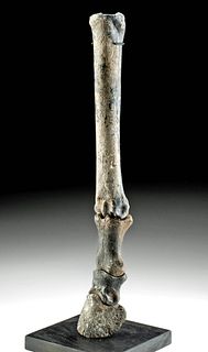 Fossilized Alaskan Equus Horse Fore Leg