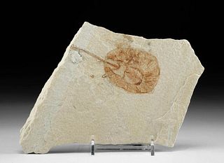 Fossilized Stingray Heliobatis in Limestone Matrix