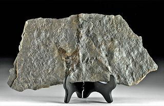 Fossilized New Jersey Dinosaur Footprint & Stone Matrix