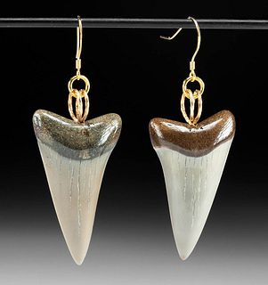 Wearable Fossilized Shark Tooth Earrings (pr)