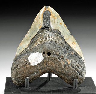 Fossilized Megalodon Tooth w/ Coral