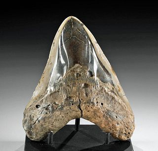 Fossilized Megalodon Tooth w/ Polished Enamel