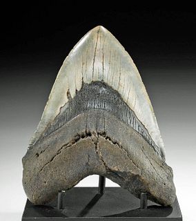 Massive Fossilized Megalodon Tooth w/ Gray Hues