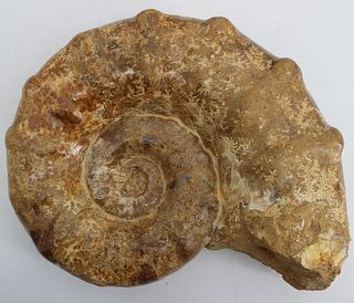 FOSSIL. Ammonite Fossil with Defined Suture