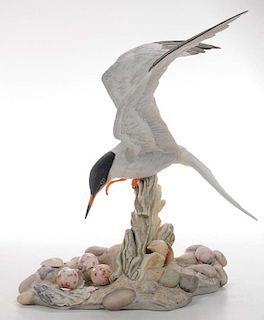 Common Tern Boehm Figure
