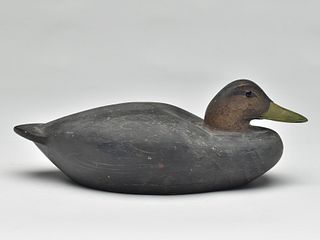 Hollow carved black duck, Benjamin Holmes, Stratford, Connecticut, last quarter 19th century.