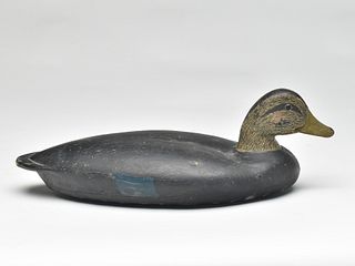 Black duck, Albert Laing, Stratford, Connecticut, 3rd quarter 19th century.