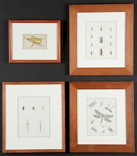 Group of 4 Framed Insect Engravings