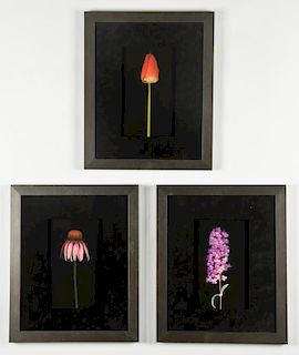 Suite of 3 Framed Botanical Photographs