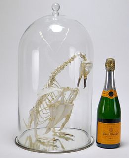Articulated Magellanic Penguin Skeleton