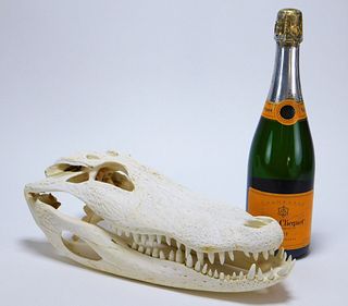 Taxidermy Alligator Skull