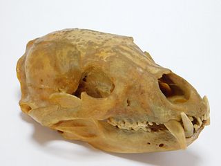 Taxidermy Bear Skull