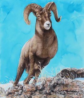 Chris Calle (B. 1961) "Bighorn Sheep" Original