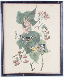 JJ Audubon Black & Yellow Warbler Lithograph No.25