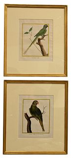 François-Nicolas Martinet (1731 - 1800), set of five hand colored bird engravings, Petit Kakatoes; Perruche a collier; La perruche a collier; perruche