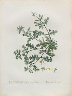 Pierre Joseph Redoute - Mesembryanthemum P