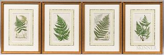 Eight Bookplates Featuring Ferns
