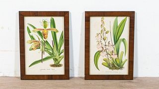 2 Horto Van Houtteano Botanical Lithographs